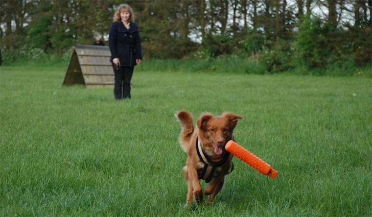 Nova scotia duck tolling retriever Laura billede 14