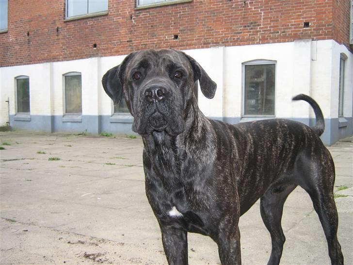 Cane corso Santana - Hey billede 1