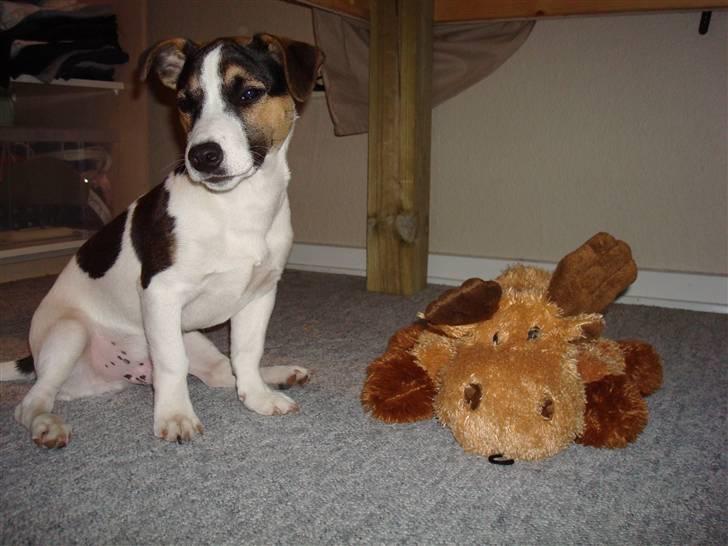 Jack russell terrier Aygo  - Se min fine bamse jeg lige har fået af min mor (21. maj 08) billede 19