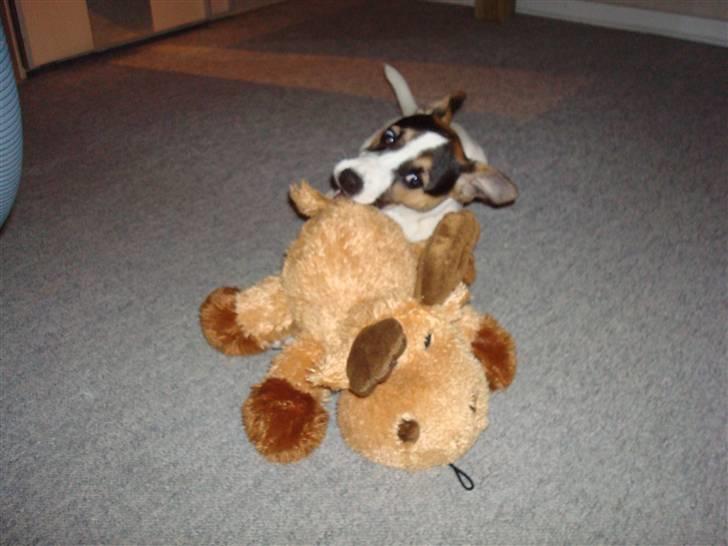 Jack russell terrier Aygo  - Nu skal Elge straffes for at se så sød ud (21. maj 08) billede 20