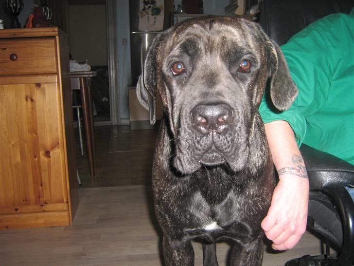 Cane corso Santana billede 4