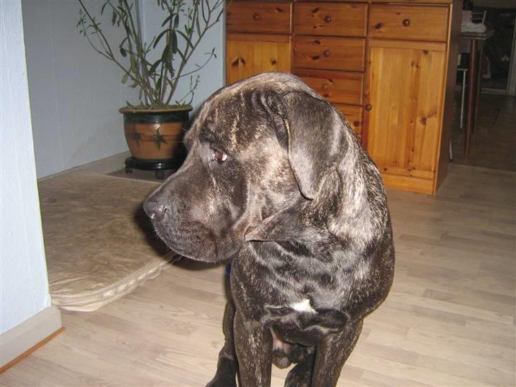 Cane corso Santana billede 5