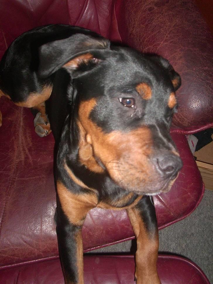 Blanding af racer Fraya R.I.P 26/4-2011 - den dejlige Fraya:D billede 11