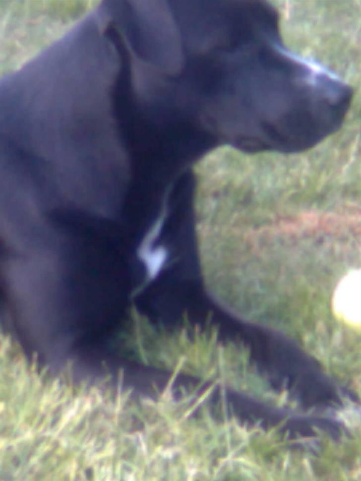 Amerikansk staffordshire terrier Bindi  billede 15