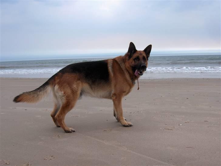 Schæferhund karats Diesel - En tur til stranden er altid dejligt billede 12