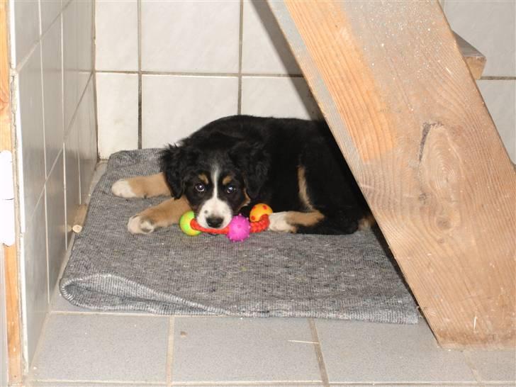 Berner sennenhund Bella billede 5