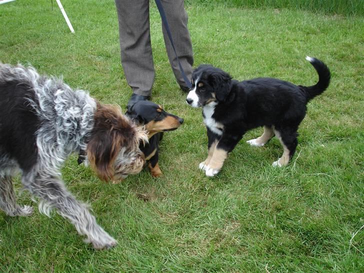 Berner sennenhund Bella - Bella hilser lige på mine forældrs hunde.  billede 6