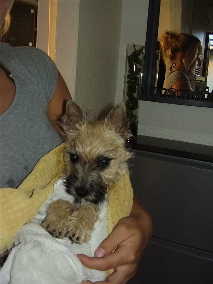 Cairn terrier Ferns Quickstepper billede 12