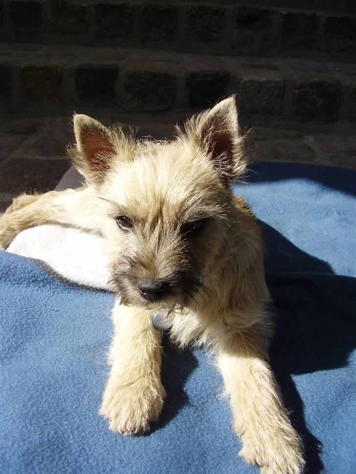 Cairn terrier Ferns Quickstepper billede 13