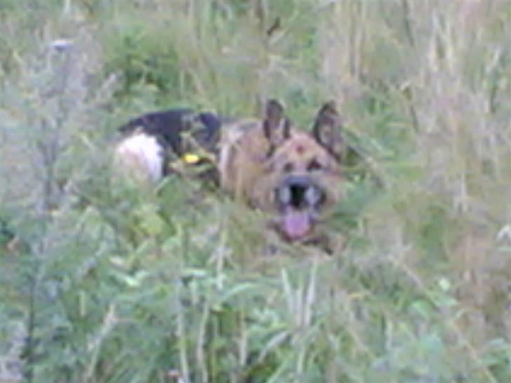 Schæferhund Sippo 'R.I.P' - Kan I se mig? billede 9