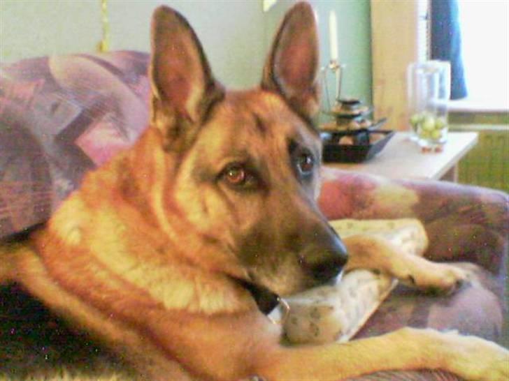 Schæferhund Sippo 'R.I.P' - Hva skal du sidde der og tage billeder af mig? billede 10