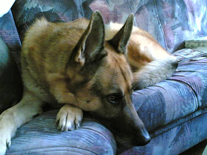 Schæferhund Sippo 'R.I.P' - Nu er jeg altså lidt sur. billede 11