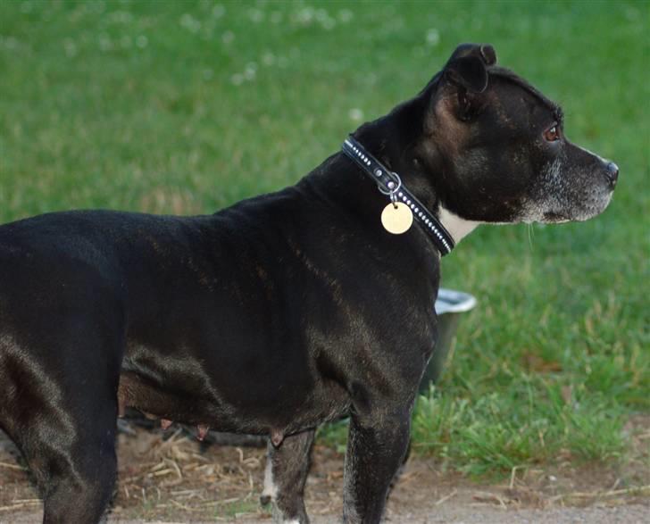 Staffordshire bull terrier Nala - På ferie hos bedste juli 08 billede 11