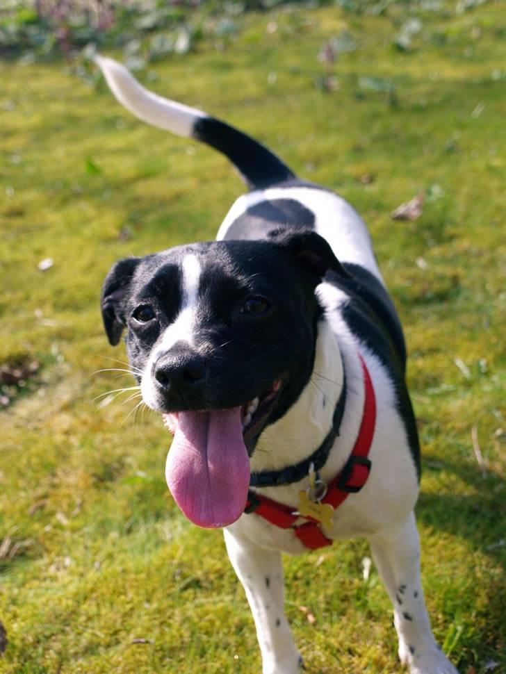 Dansk svensk gaardhund Ronja Røverdatter billede 1