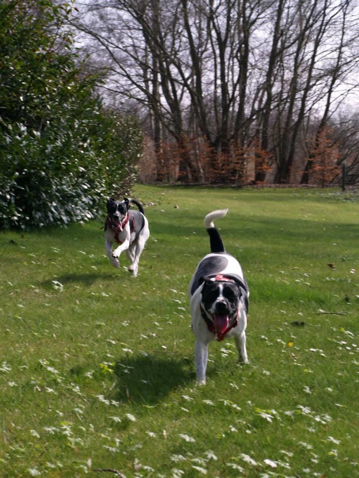 Dansk svensk gaardhund Ronja Røverdatter billede 2