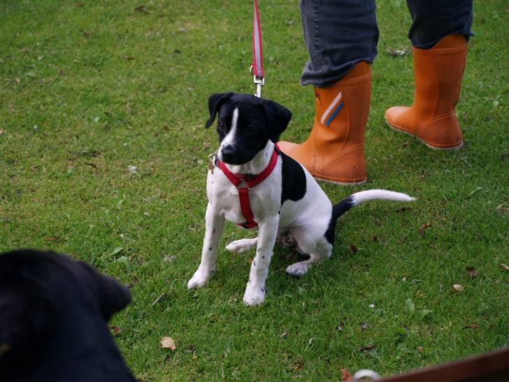 Dansk svensk gaardhund Ronja Røverdatter billede 3