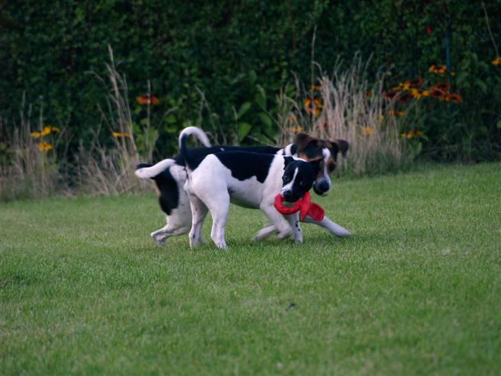 Dansk svensk gaardhund Ronja Røverdatter billede 5