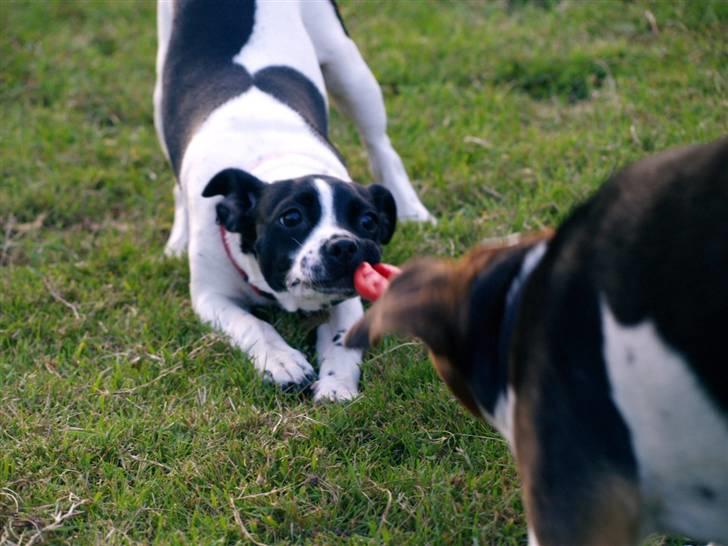 Dansk svensk gaardhund Ronja Røverdatter billede 6