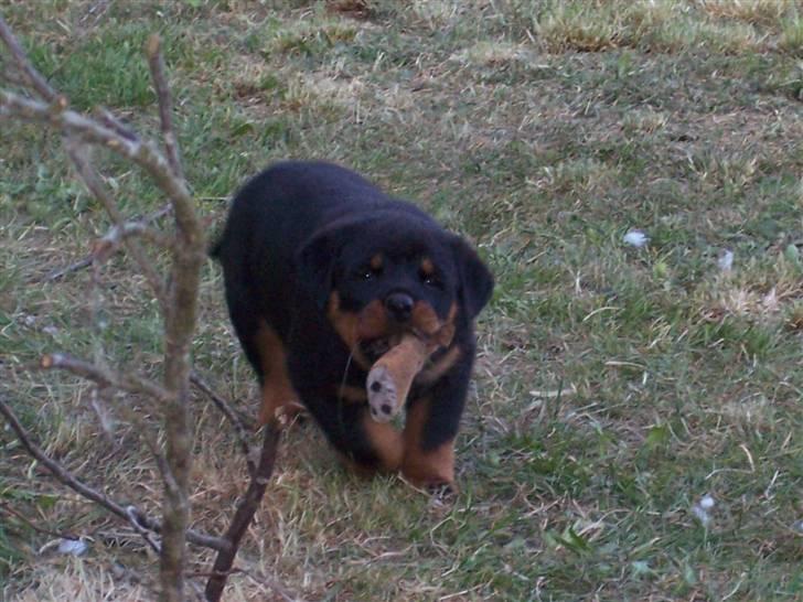 Rottweiler house of chaiyos basse    *RIP 2009* - Mandag d 19/5-08 billede 10