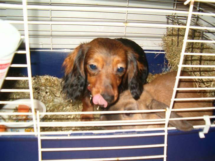 Miniature gravhund Mollie - molly elsker at hygge md vores kanin billede 8