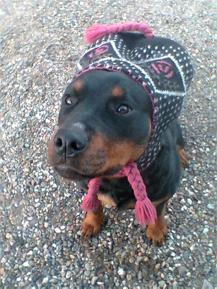 Rottweiler Binee - er hun ikk bar sød?? billede 1