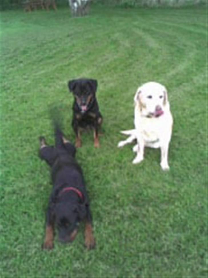 Rottweiler Binee - binee bamse og cleo:D billede 2