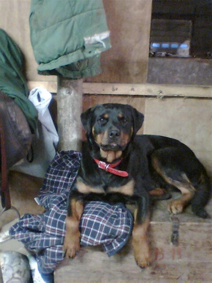 Rottweiler Binee - <´33 billede 3
