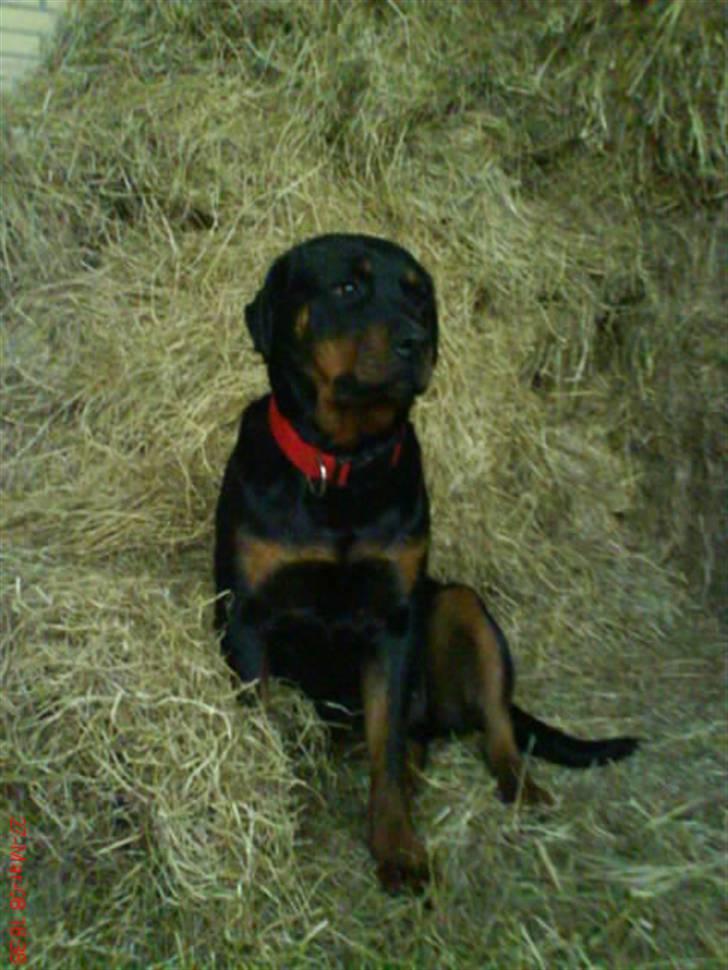 Rottweiler Binee - skønheden<33 billede 4