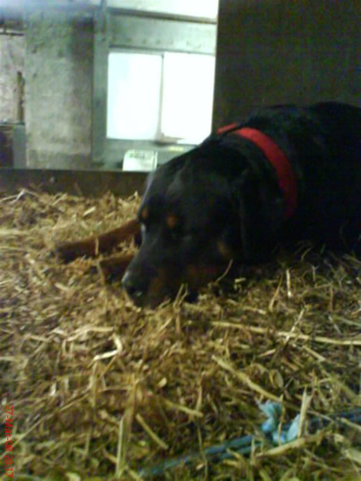 Rottweiler Binee - ZZZZZZzzzzzzzzzzzZZZZZZZZZ billede 5