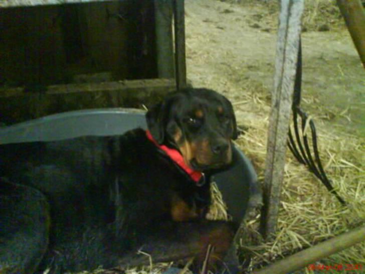 Rottweiler Binee - årh jeg er træt billede 6