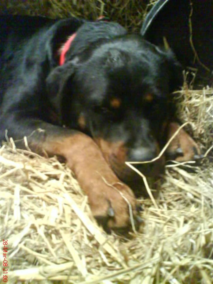 Rottweiler Binee - stadig trær:S billede 7