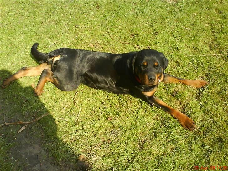 Rottweiler Binee - uhh skal lii strække mig<33 billede 9