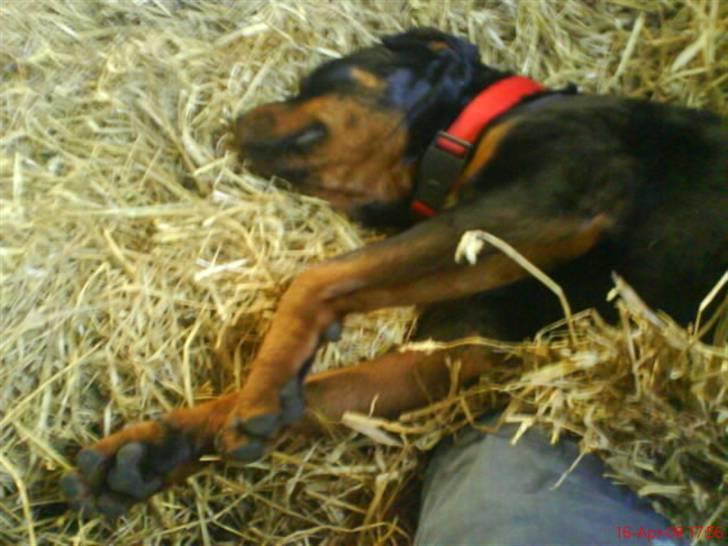 Rottweiler Binee - faldet død om:P billede 10