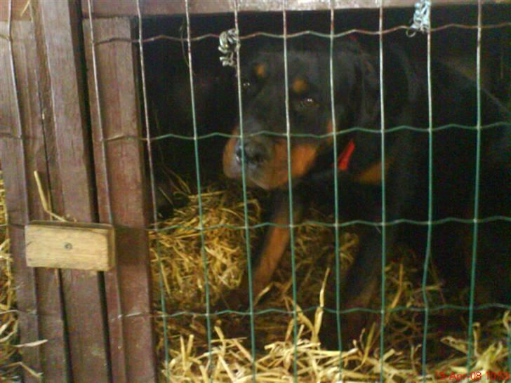 Rottweiler Binee - hjælp mig ud!!!(: billede 11