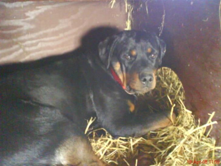 Rottweiler Binee - inde i mit kaninbur<´33 billede 12