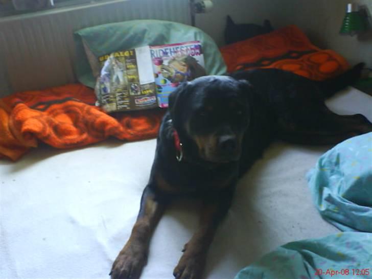Rottweiler Binee - i min seng:P billede 13