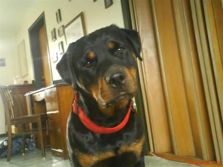 Rottweiler Binee - er der noget galt??:b billede 14