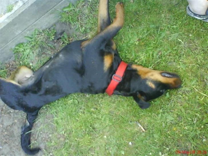 Rottweiler Binee - mærkelig måde at strække sig på:S<´33 billede 15