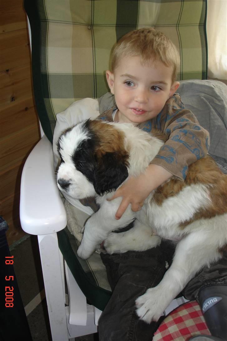 Sankt bernhardshund Ludvig billede 2