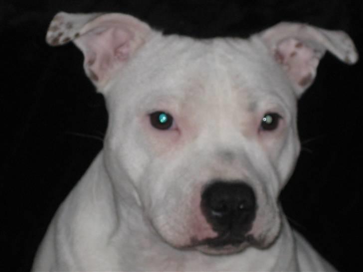 Staffordshire bull terrier Princess Liva billede 1