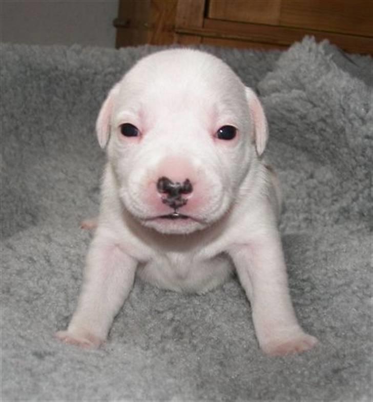 Staffordshire bull terrier Princess Liva billede 3