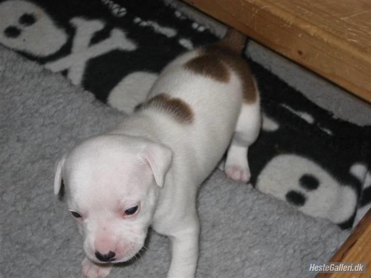 Staffordshire bull terrier Princess Liva billede 5