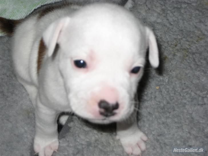 Staffordshire bull terrier Princess Liva billede 9