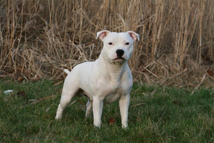 Staffordshire bull terrier Günter - Günter 13 månader  billede 7