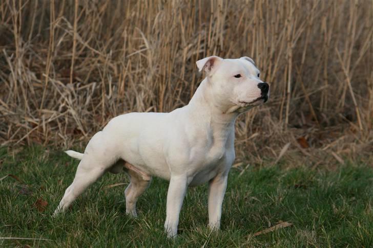 Staffordshire bull terrier Günter - Günter 13 månader billede 8