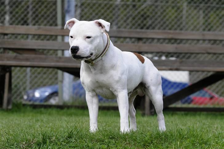 Staffordshire bull terrier Günter - Günter 17 månader  billede 9
