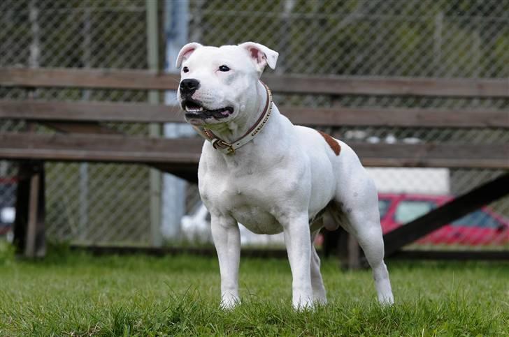 Staffordshire bull terrier Günter - Günter 17 månader  billede 10