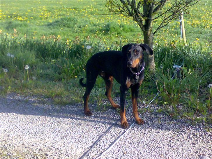 Dobermann Rocco R.I.P. -2008 billede 10