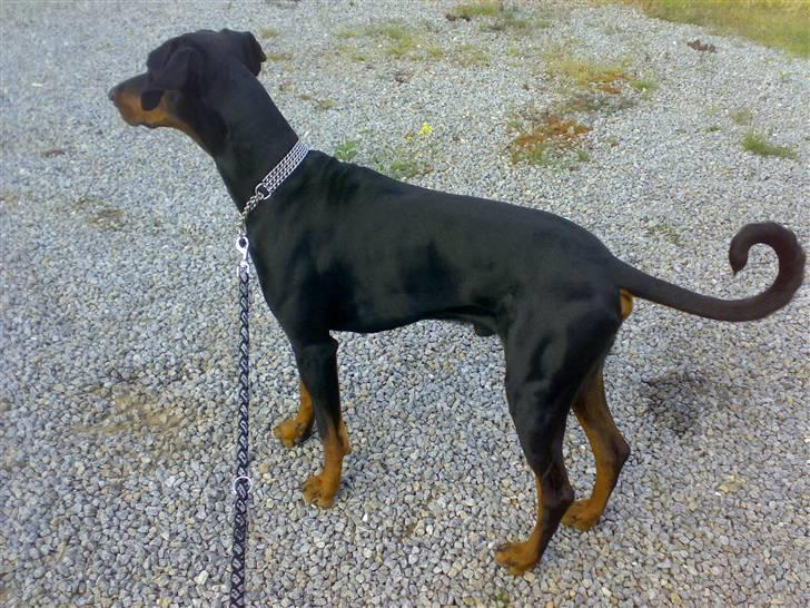 Dobermann Rocco R.I.P. -2008 billede 11
