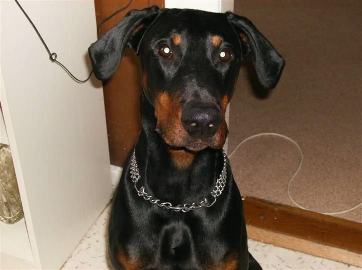 Dobermann Rocco R.I.P. -2008 billede 12